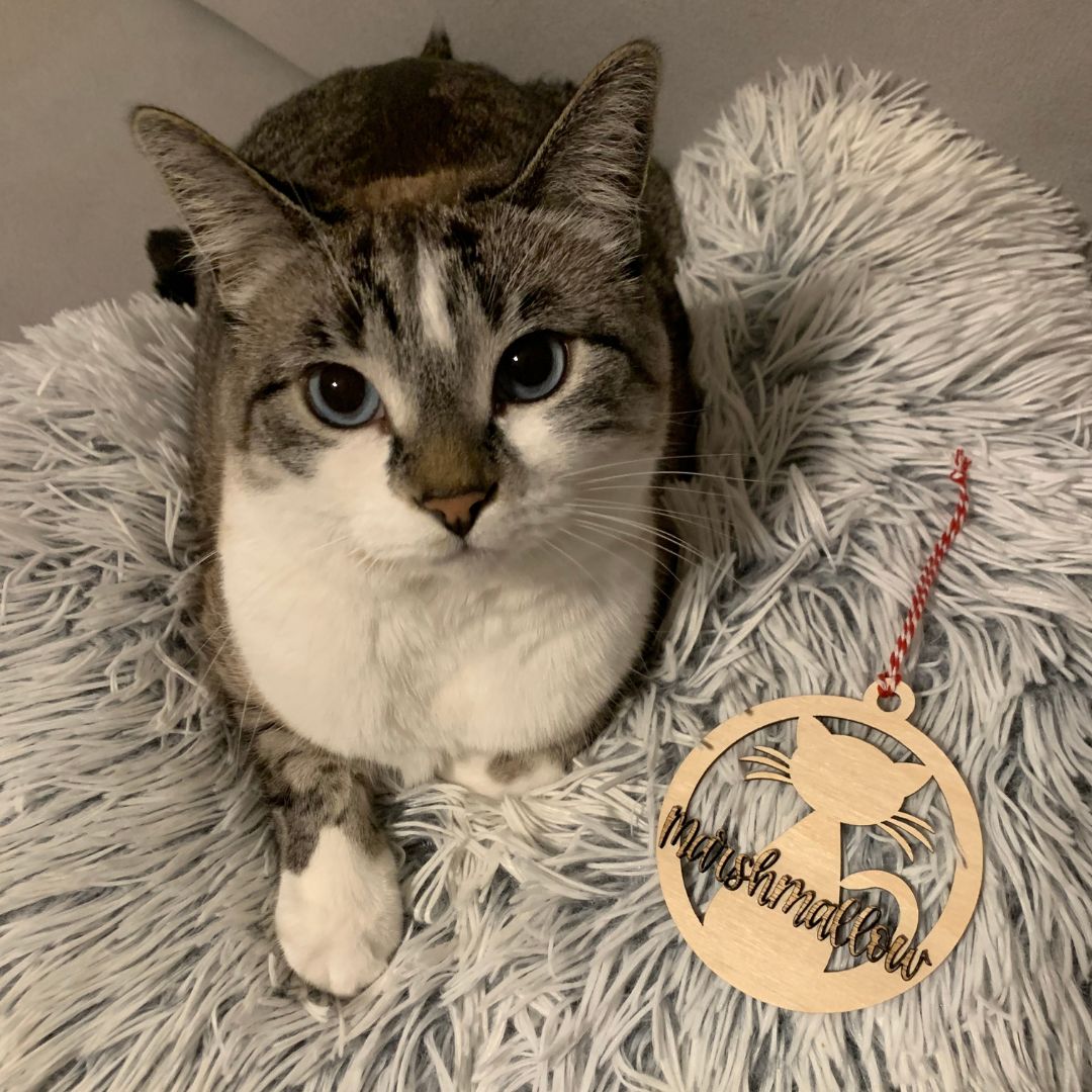 Marshmallow the cat poses with her personalized cat pet ornament.